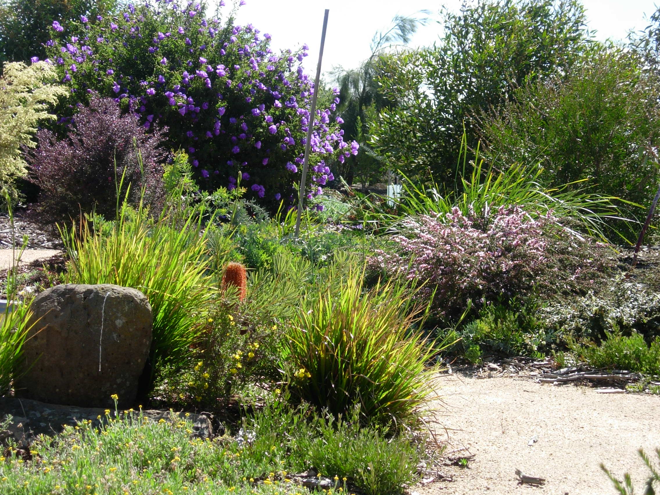 australian native plants for rock gardens that can survive