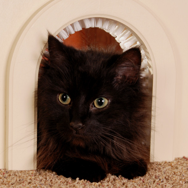 20 types of Cat doors