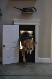 dog doors 7