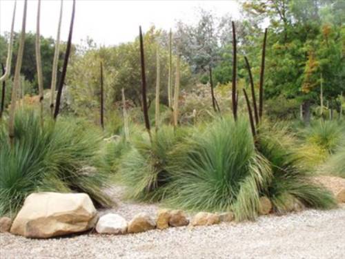 Australian native plants for rock gardens that can Survive the Heat