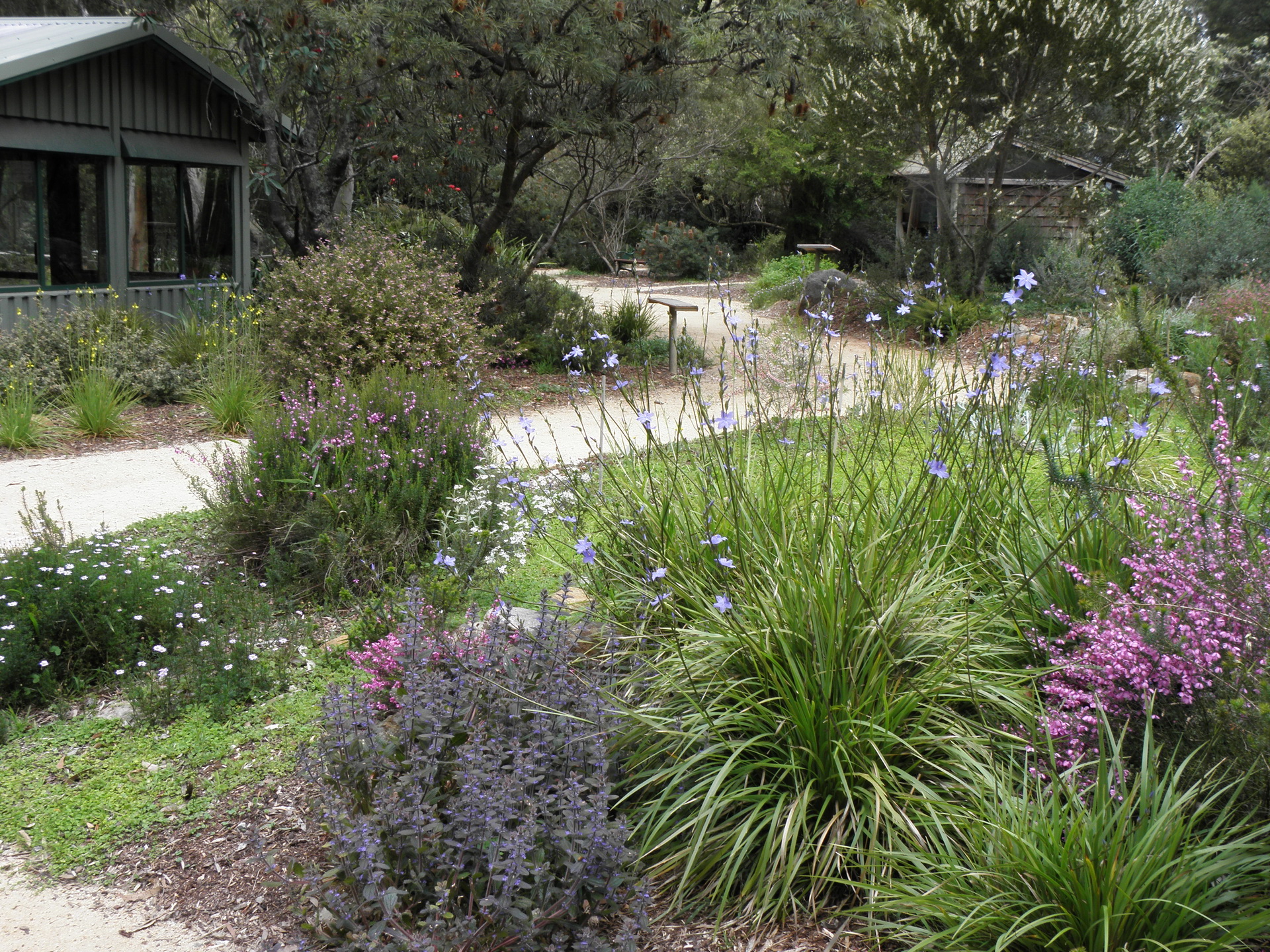 Australian native plants for rock gardens that can Survive the Heat ...