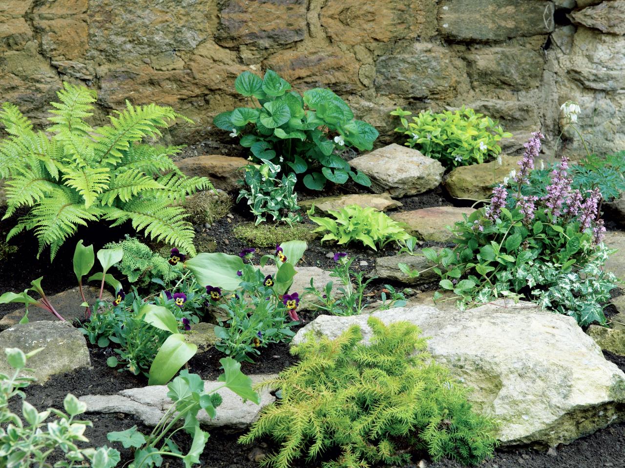 20 facts to know about Flowers and plants for rock gardens ...