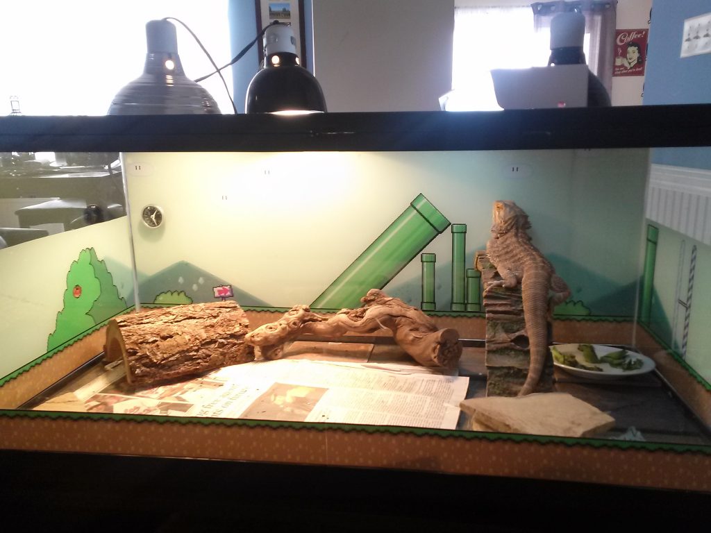 Upgrade Your Pets Private With Slate tiles for bearded