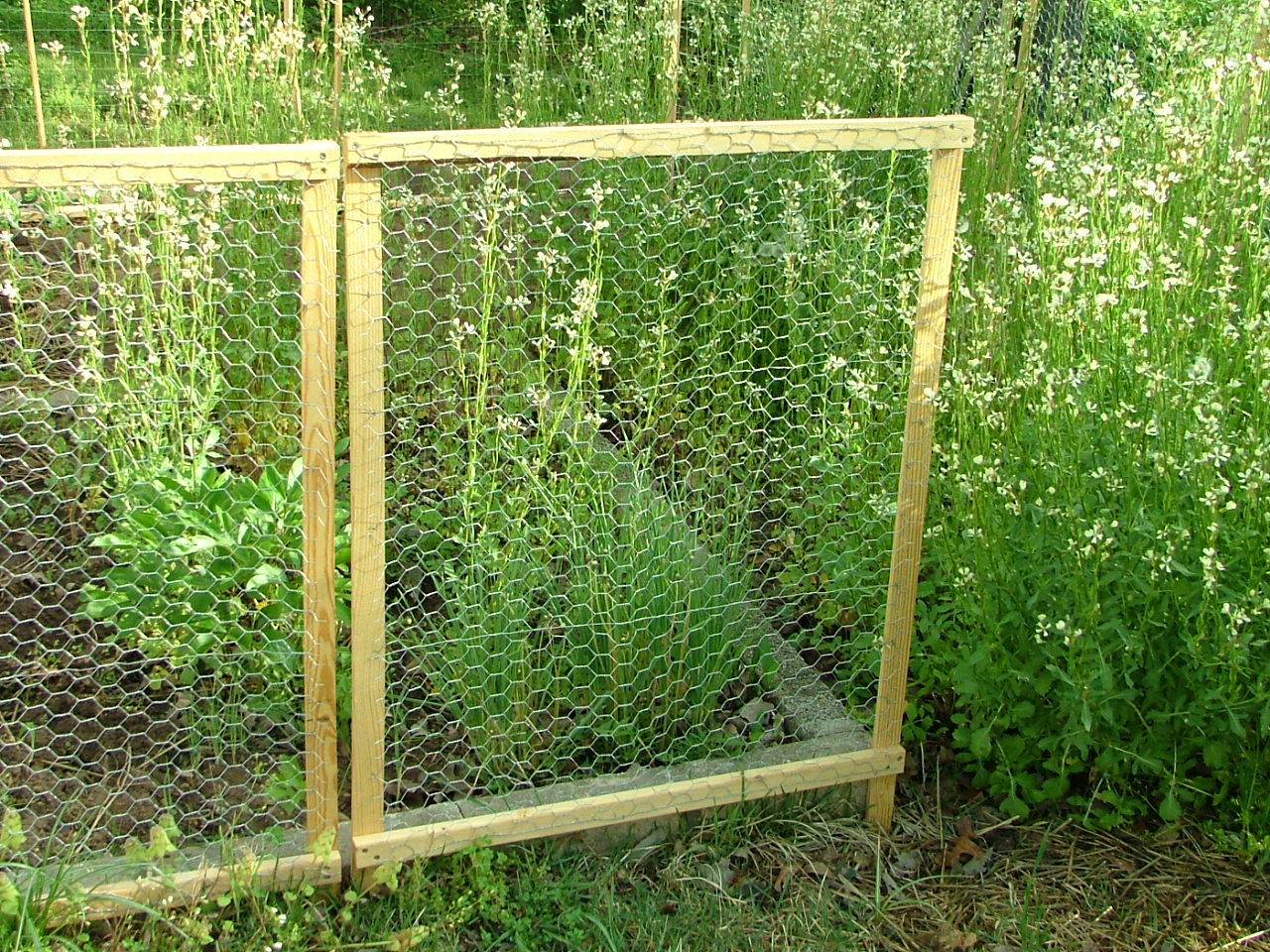 chicken wire fence