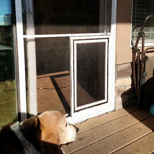 Dog-door-for-sliding-glass-door-photo-17