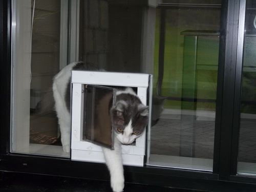 glass-dog-door-photo-17