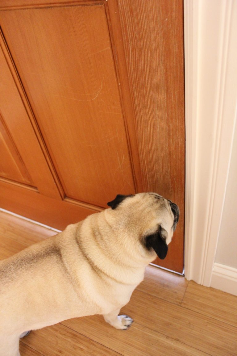 20 things to know about Dog scratching door - house-ideas.org