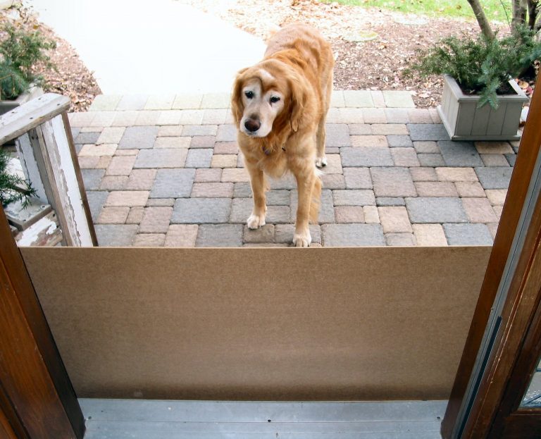 20 things to know about Dog scratching door - house-ideas.org