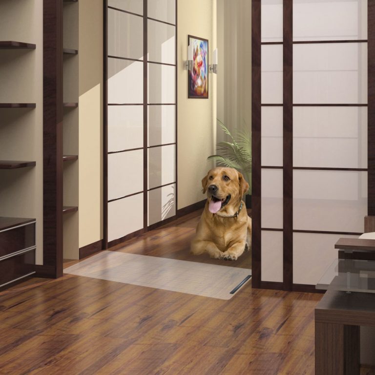 20 things to know about Dog scratching door
