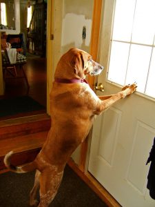 20 things to know about Dog scratching door - house-ideas.org