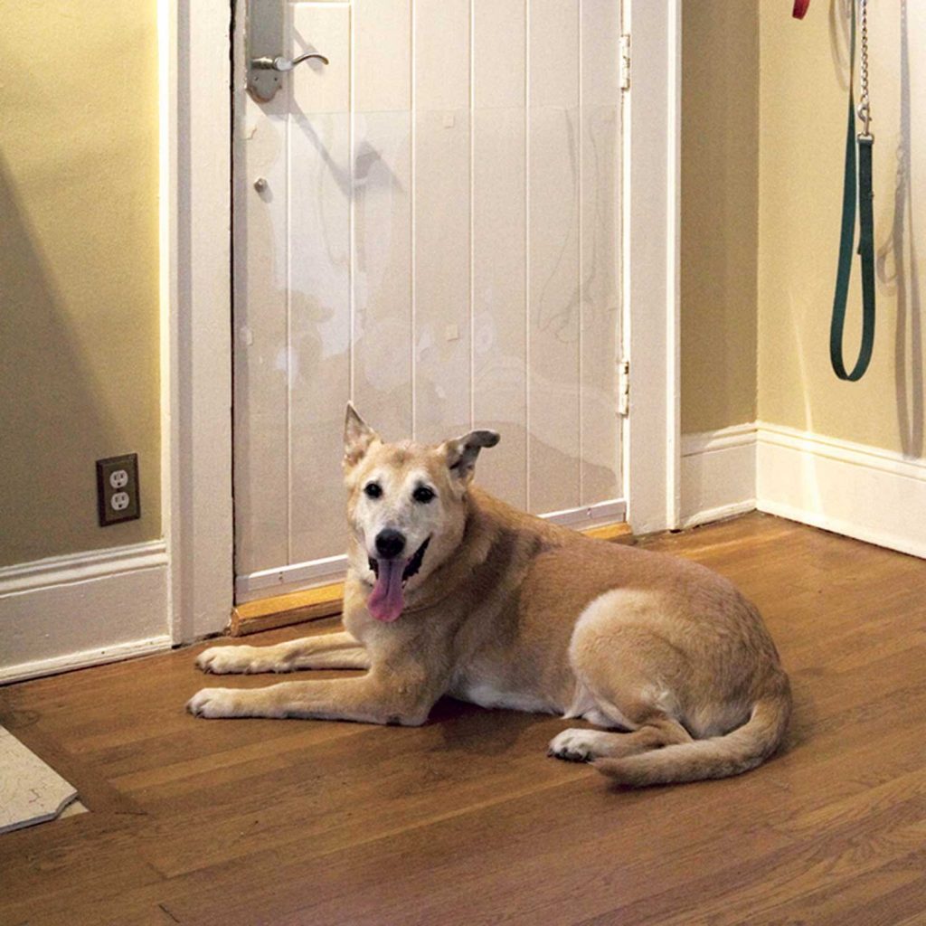 20-things-to-know-about-dog-scratching-door-house-ideas