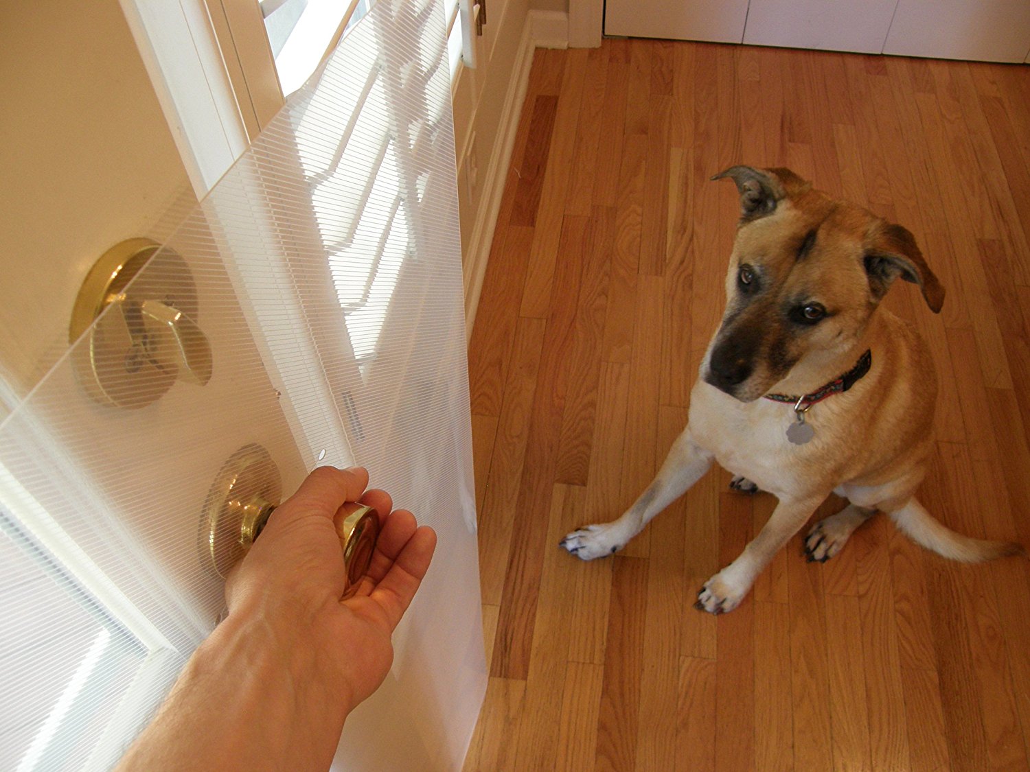 20 things to know about Dog scratching door