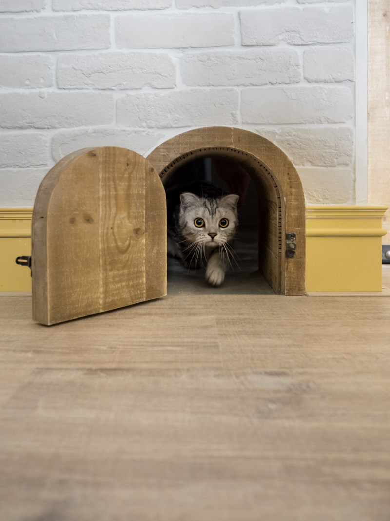 20-types-of-cat-doors-house-ideas