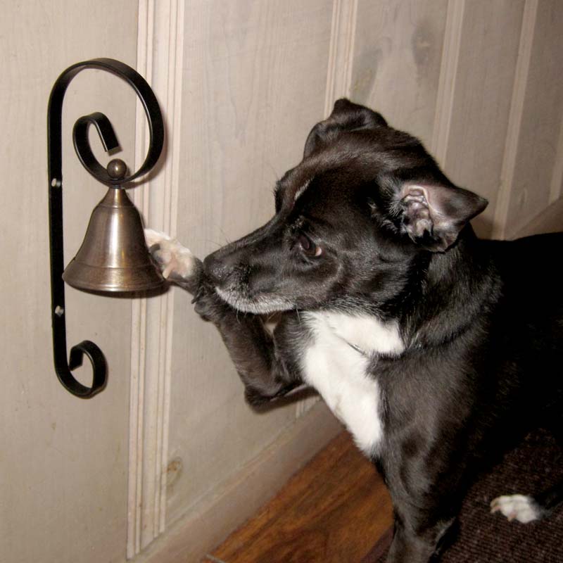 dog bell for door photo - 1