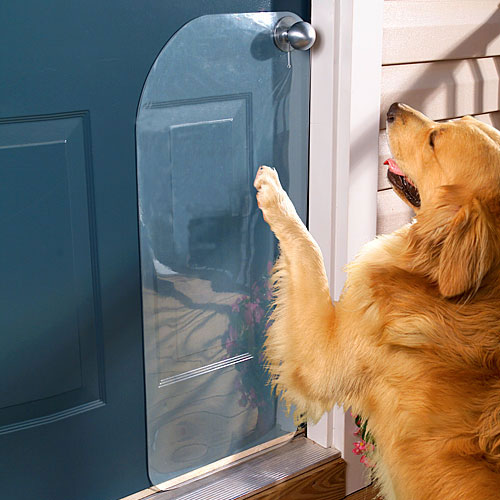 dog scratching door photo - 1