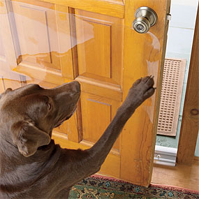 dog scratching door photo - 2