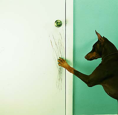 dog scratching door photo - 4