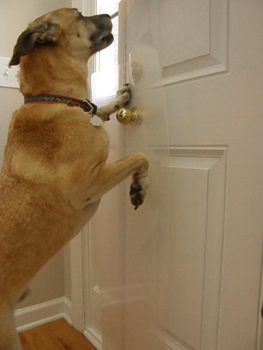 dog scratching door photo - 5