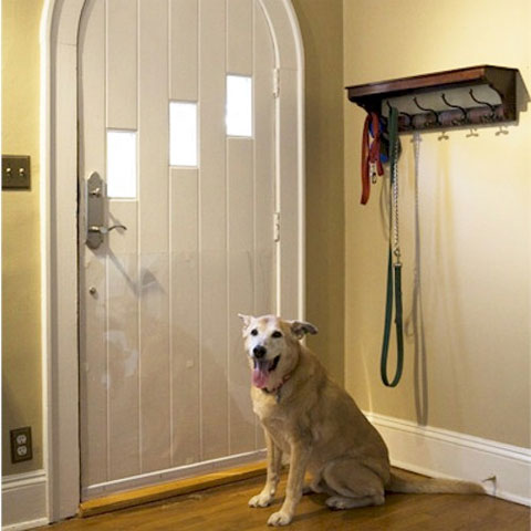 dog scratching door photo - 9