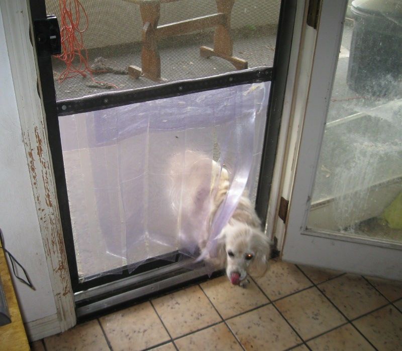 dog screen door photo - 7