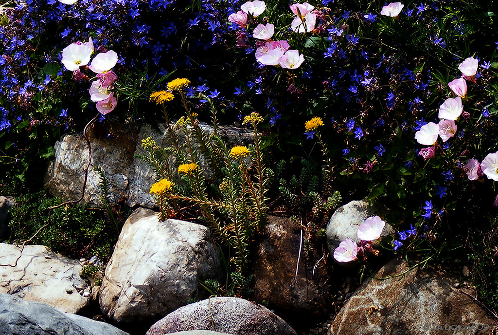 flowers and plants for rock gardens photo - 1