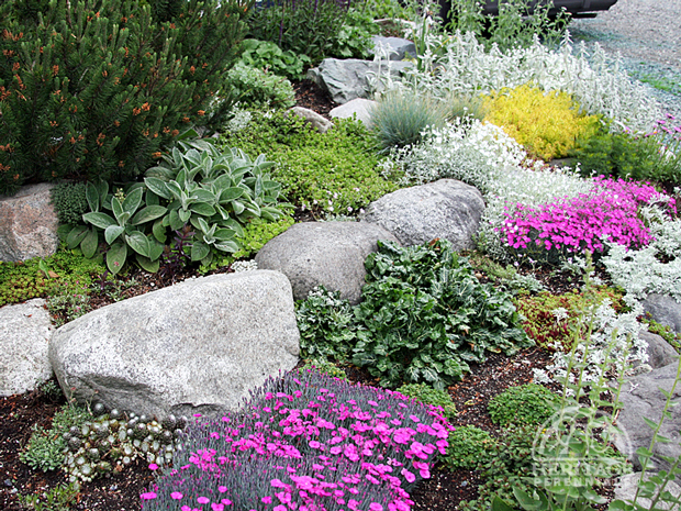 flowers and plants for rock gardens photo - 2