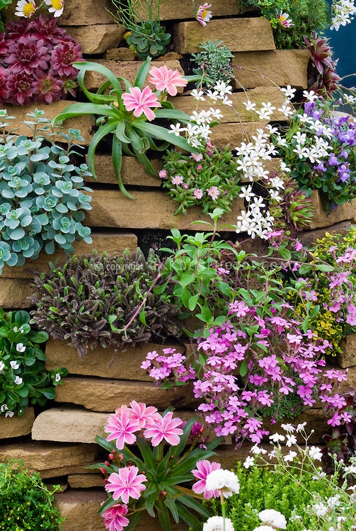 flowers and plants for rock gardens photo - 6