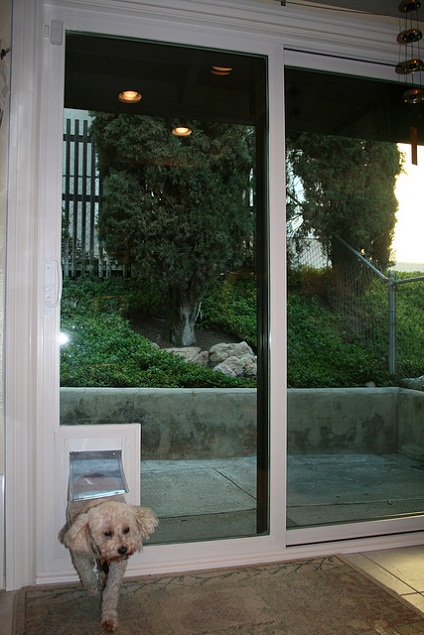 glass dog door photo - 6