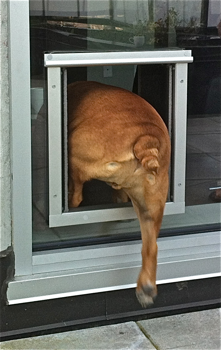 glass dog door photo - 8