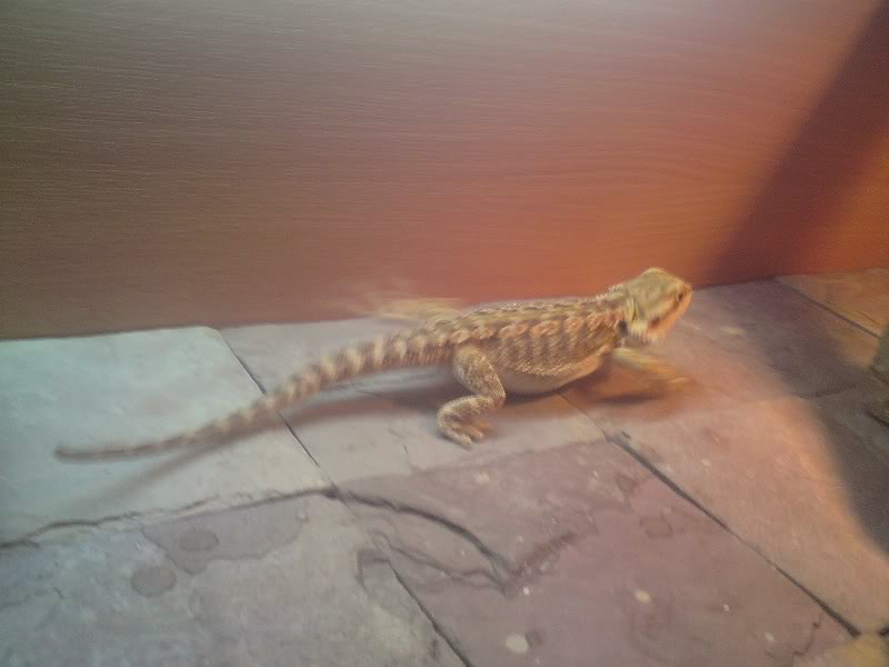 slate tiles for bearded dragons photo - 3