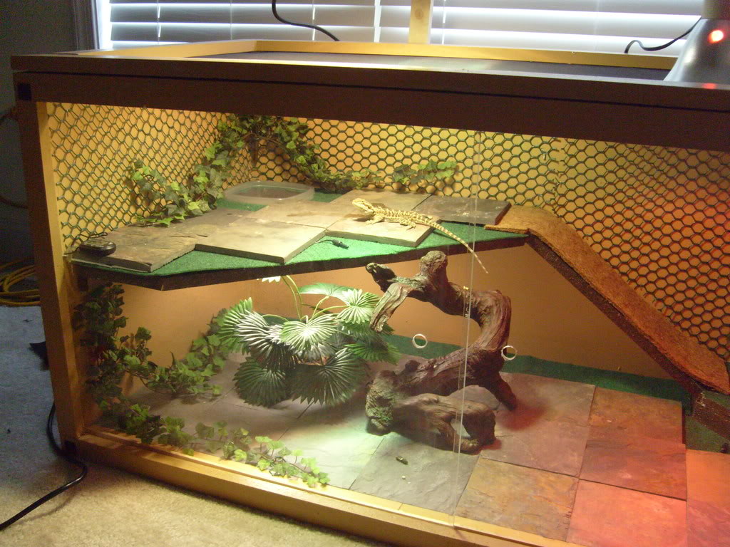 slate tiles for bearded dragons photo - 4