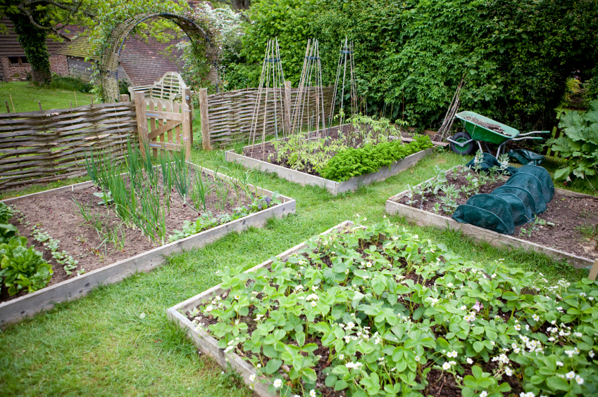 vegetable garden box ideas photo - 5