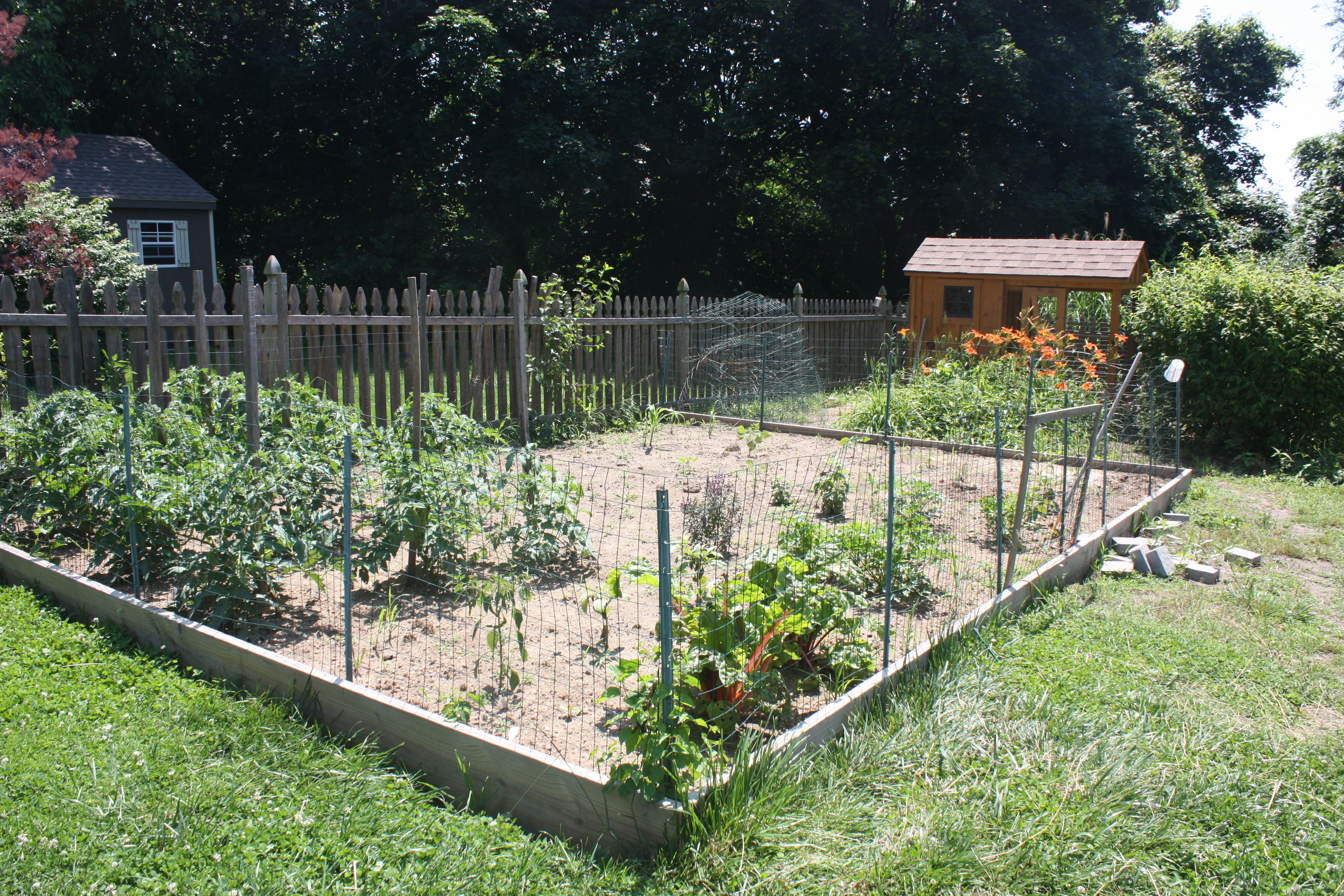 vegetable garden fence chicken wire photo - 1