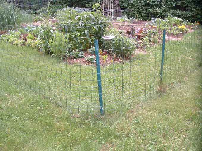 vegetable garden fence chicken wire photo - 4